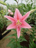 [4323 Aktiva VZ No02.JPG]